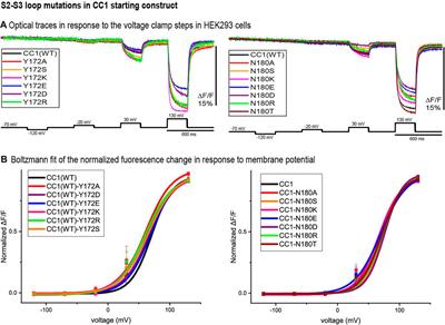 Conserved Amino Acids Residing Outside the Voltage Field Can Shift the Voltage Sensitivity and Increase the Signal Speed and Size of Ciona Based GEVIs